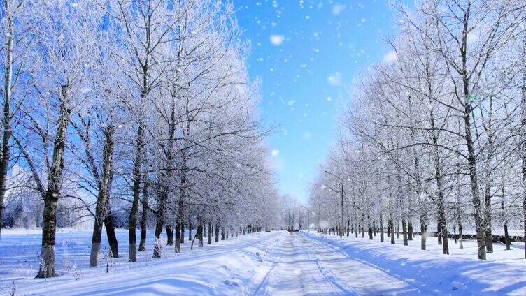 下雪中的林间道路
