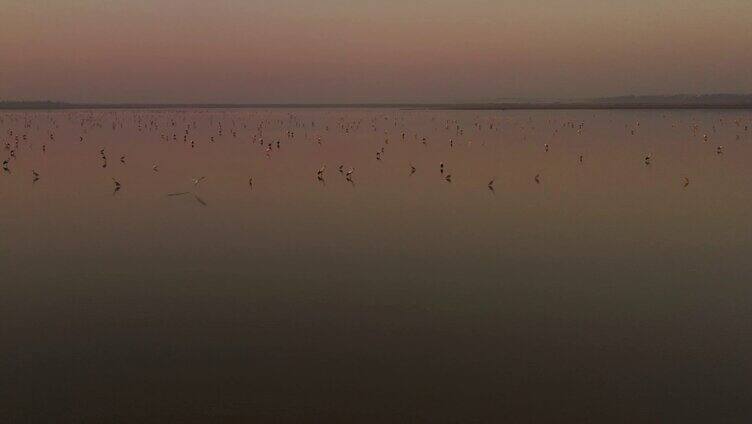 夕阳下湿地湖泊候鸟
