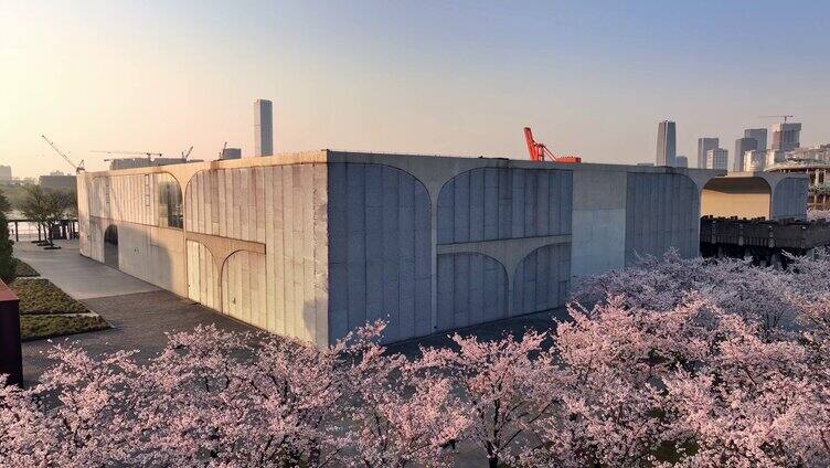 龙美术馆 上海樱花 上海春天 城市樱花