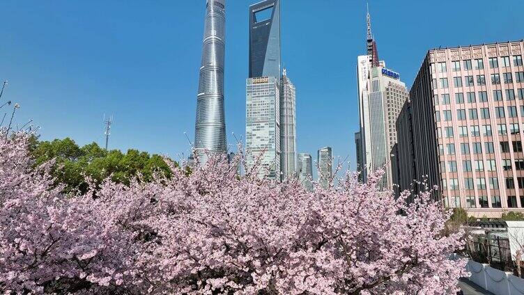 上海春天 陆家嘴樱花 上海樱花 城市花园