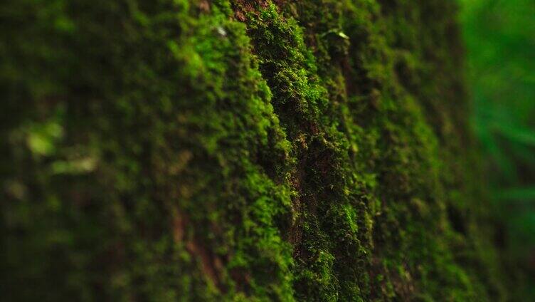 植被青苔特写