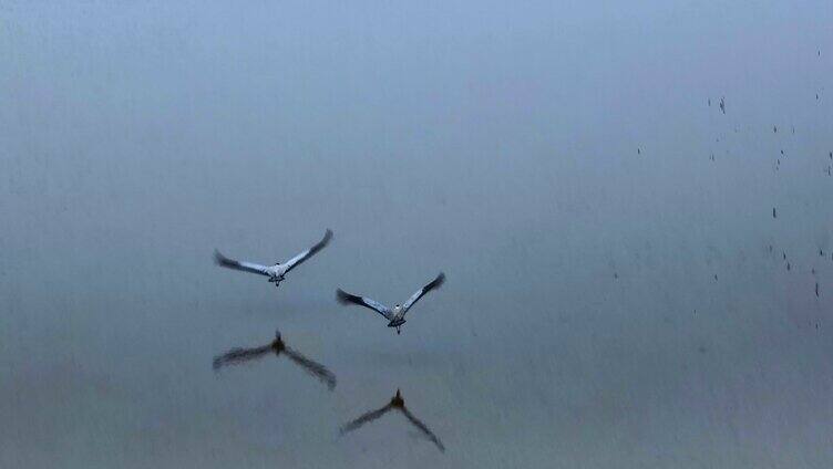 鄱阳湖湿地唯美风景候鸟迁徙「组镜」