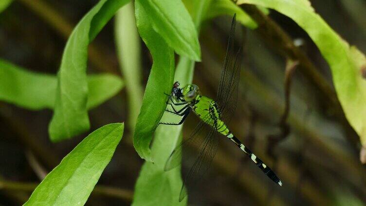 落在绿叶上的蜻蜓