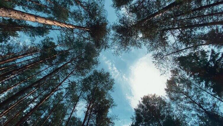 树林上空的蓝天