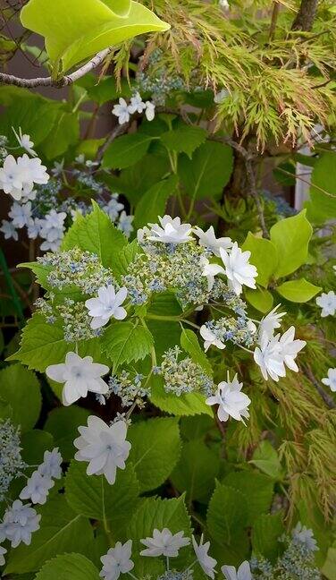 花花草草特写