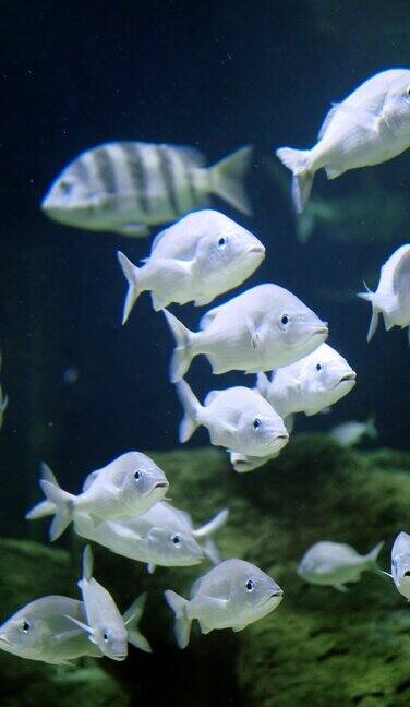 一群小鱼在海底自由自在的游