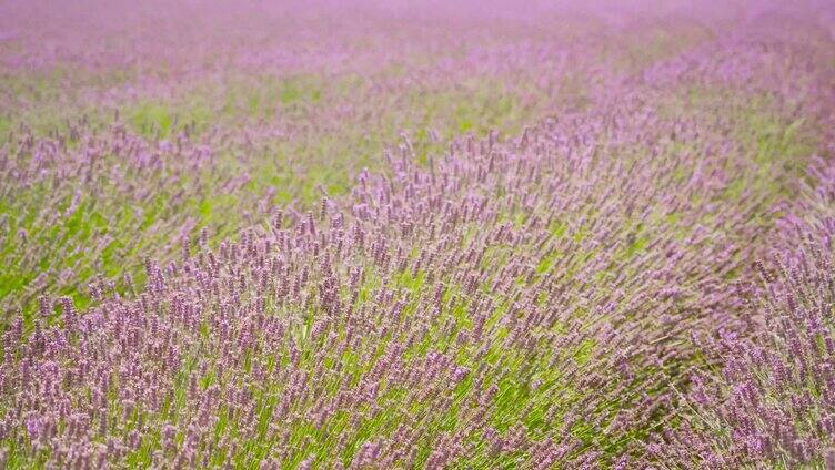 微风吹过一片紫色的薰衣草