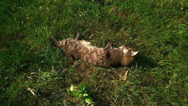 一只猫咪在草地上打滚
