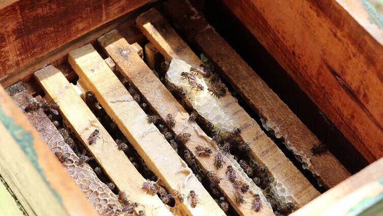 蜂箱里的一群蜜蜂