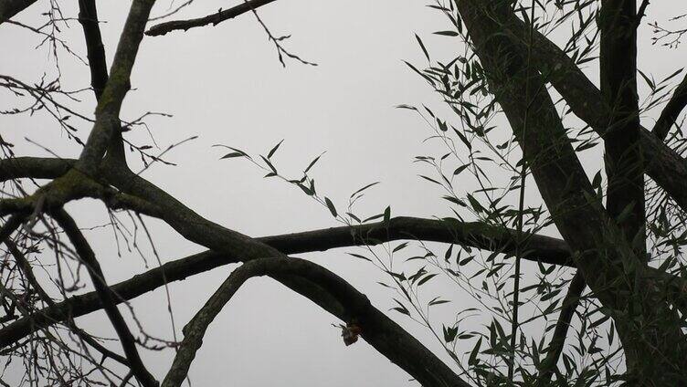 肥硕的松鼠在树枝上爬行