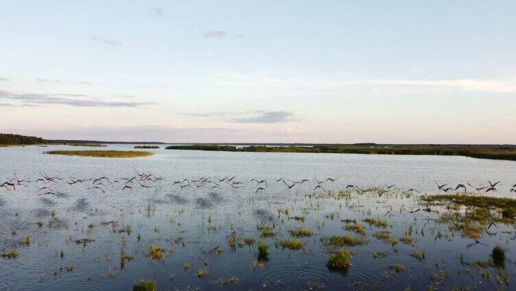 鄱阳湖湿地一角候鸟 