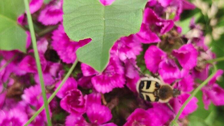 辛勤的蜜蜂在紫色的花朵上采蜜