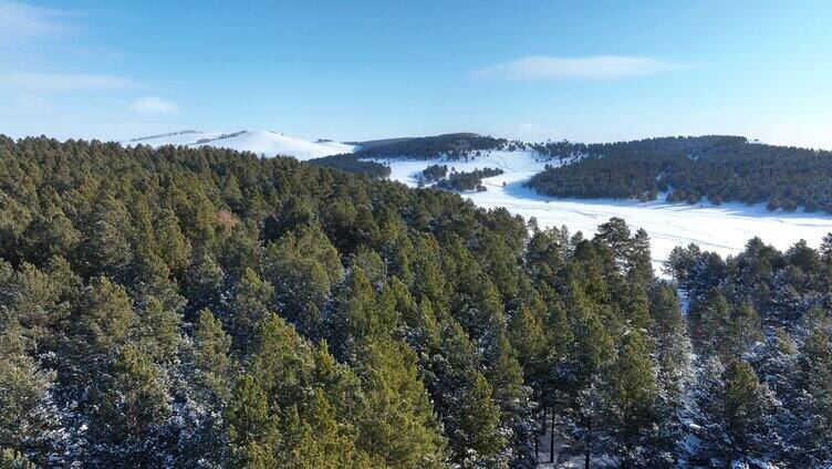 呼伦贝尔雪原樟子松林