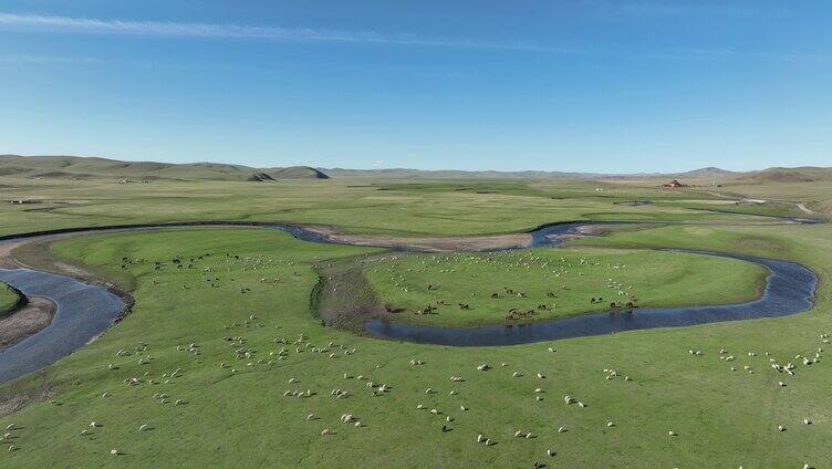 航拍草原牧场羊群马群