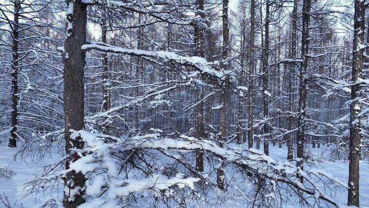 林海雪原松林雾凇