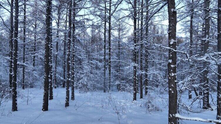 林海雪原松林雾凇