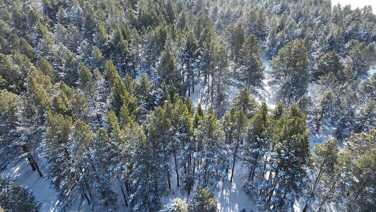 下雪时的绿色樟子松松林航拍