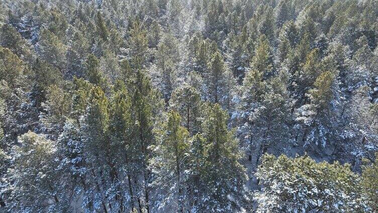 下雪时的绿色樟子松松林航拍