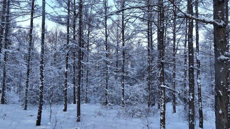 林海雪原松林雾凇