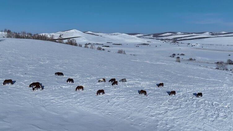 呼伦贝尔雪原牧场上的马群