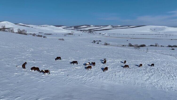 呼伦贝尔雪原牧场上的马群