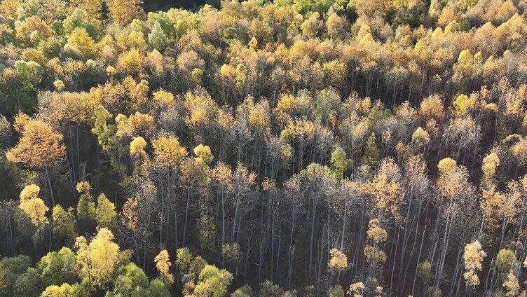 鸟瞰秋季彩色森林风景