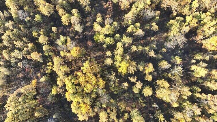 鸟瞰秋季彩色森林风景