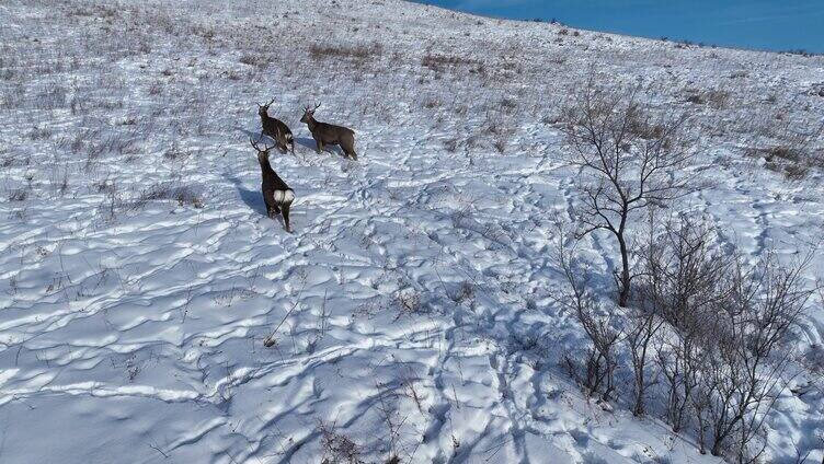 林海雪原野生动物：马鹿