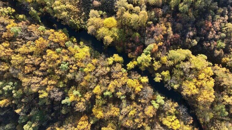 鸟瞰秋季彩色森林风景