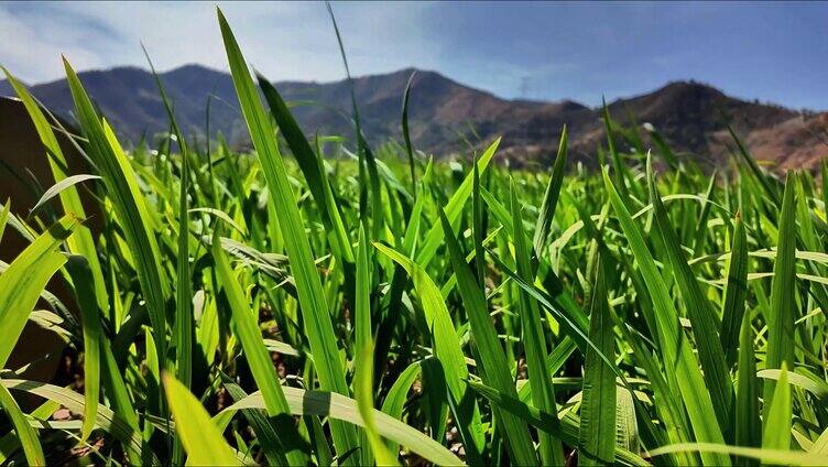 绿植 天空 晴天 绿色 植物