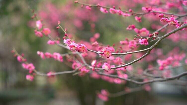 春天盛开的梅花红梅白梅