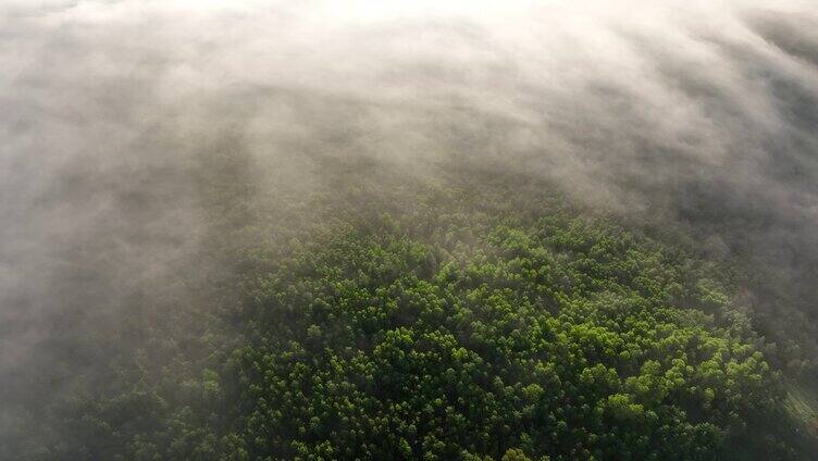 航拍云雾缭绕的绿色松林