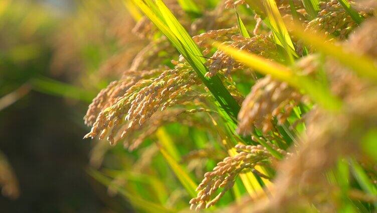 成熟水稻稻谷稻穗