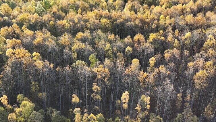 鸟瞰秋季彩色森林风景