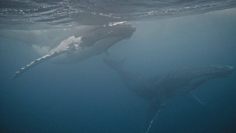 海洋中的座头鲸