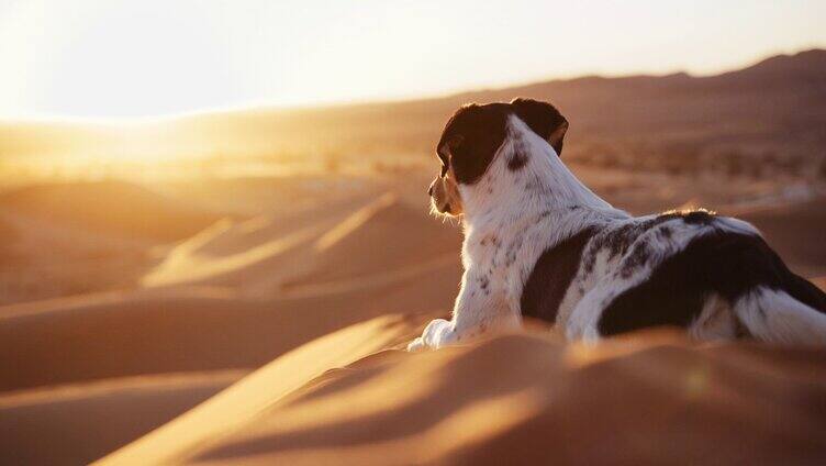 沙漠里行走的狗