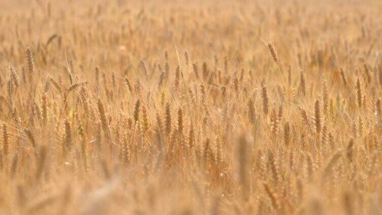 小麦麦穗麦子
