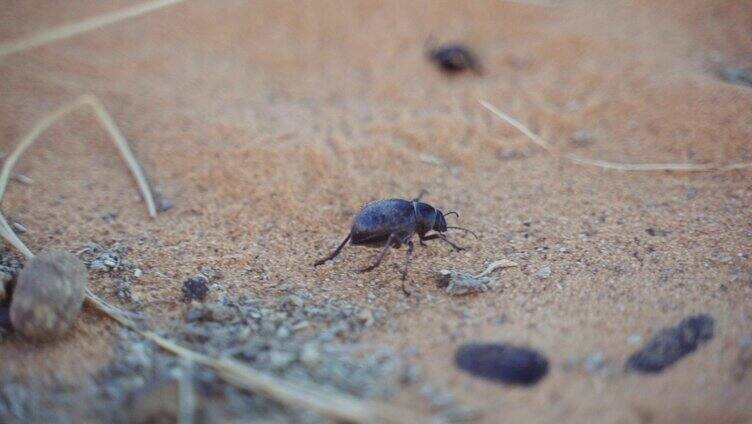 沙漠中的昆虫特写