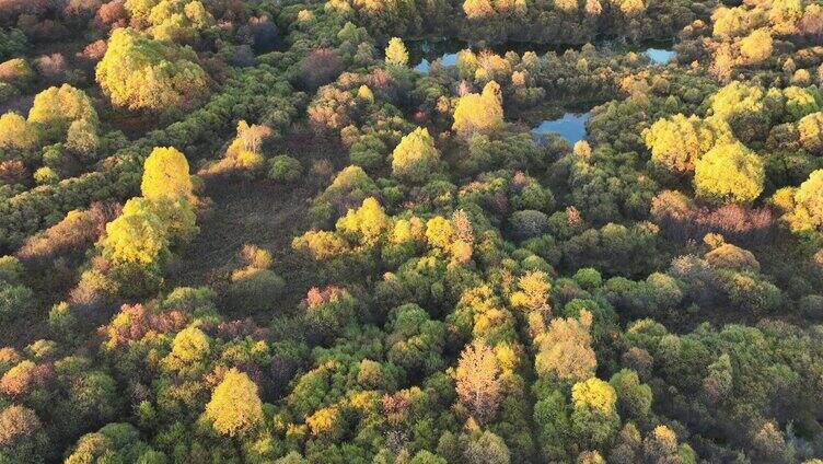 鸟瞰秋季彩色森林风景