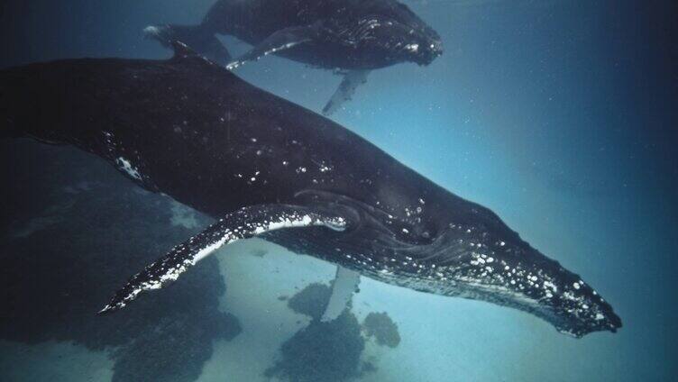 海洋中的座头鲸