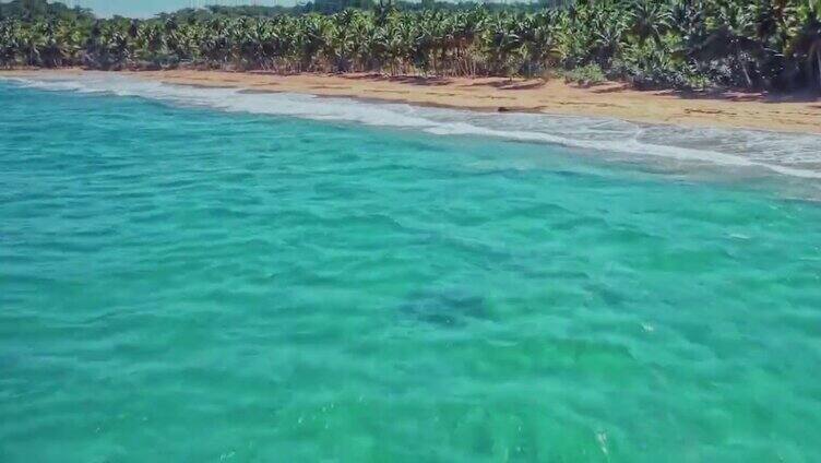美丽沙滩大海椰树寄居蟹