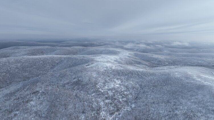 航拍晨曦蓝调林海雪原