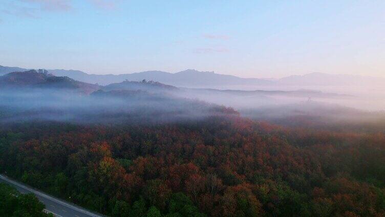 云雾缥缈在香蕉园林上空