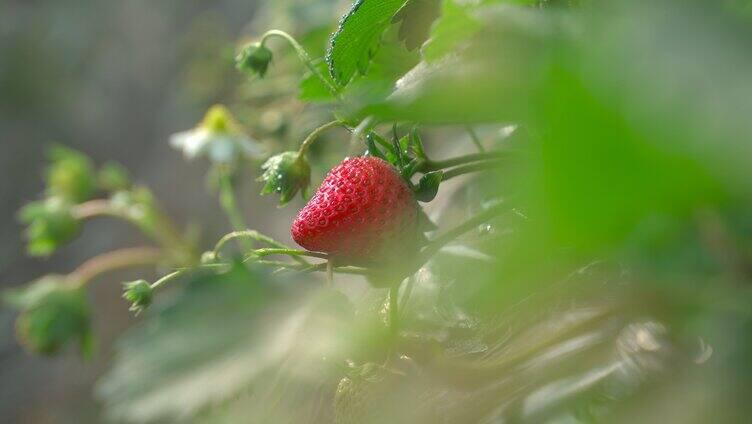 春天草莓种植园