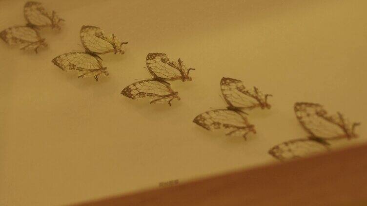 蝴蝶标本实拍