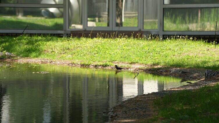 4k 拍摄校园学边上的绿色走廊 水池边