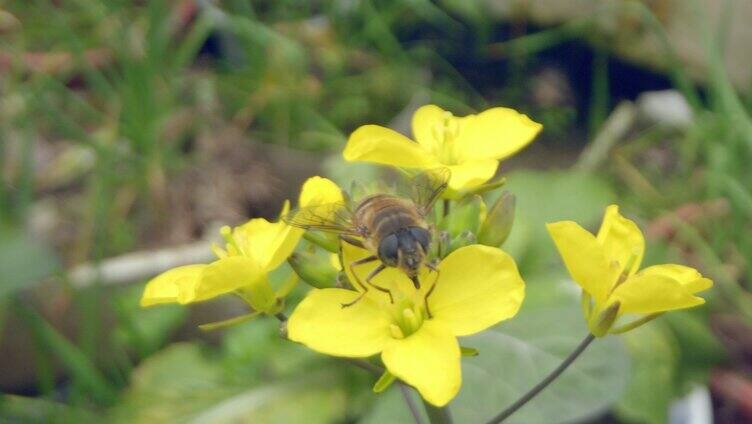 蜜蜂采蜜 在飞翔蜜蜂特写
