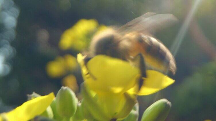 蜜蜂特写采蜜