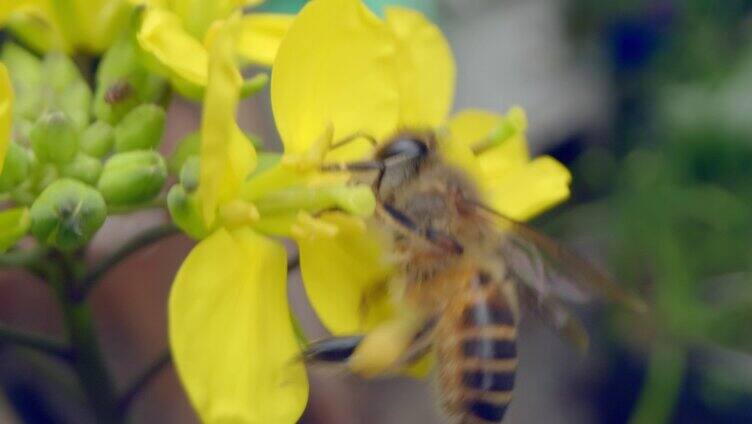 蜜蜂特写采蜜