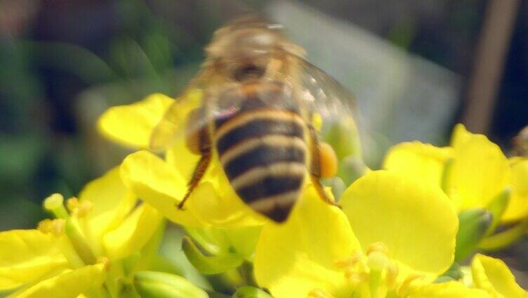 蜜蜂采蜜实拍